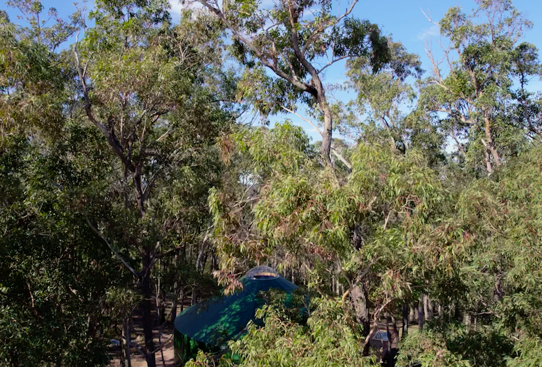 Large yurt hidden by trees